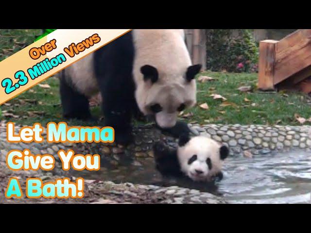 Panda Mom Forces Her Babe To Take A Bath | iPanda