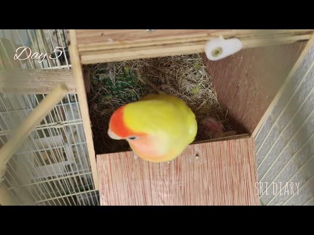 Lovebird Growth Video | Sri Diary  