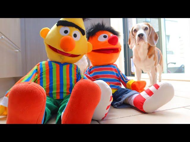 Funny Dogs vs Bert & Ernie Prank : Beagles Louie and Marie