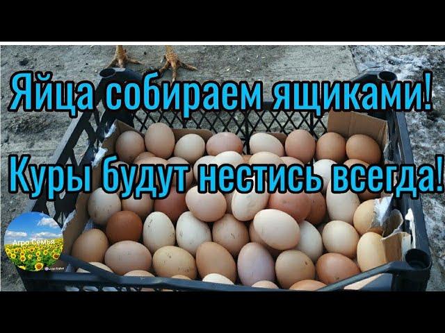 Добавьте четыре ингредиента,и ваши куры будут нестись всегда