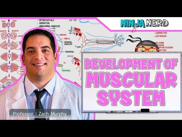 Embryology | Development of Muscular System