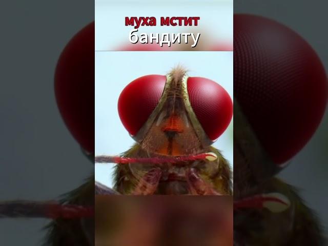 Муха 🪰 поклялась отомстить обидчику🪰kinopab
