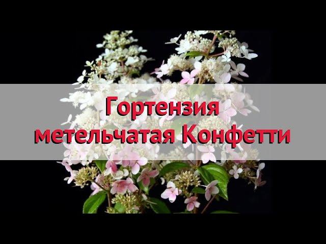 Гортензия метельчатая Конфетти  Обзор: посадка и уход. крупномеры, саженцы: описание и особенности