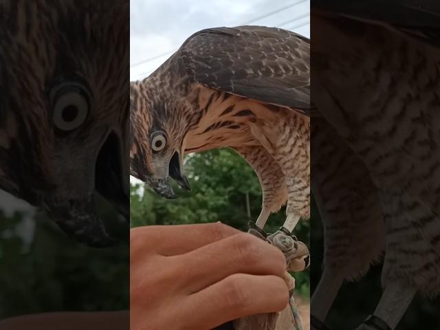 training crested goshawk #hawk