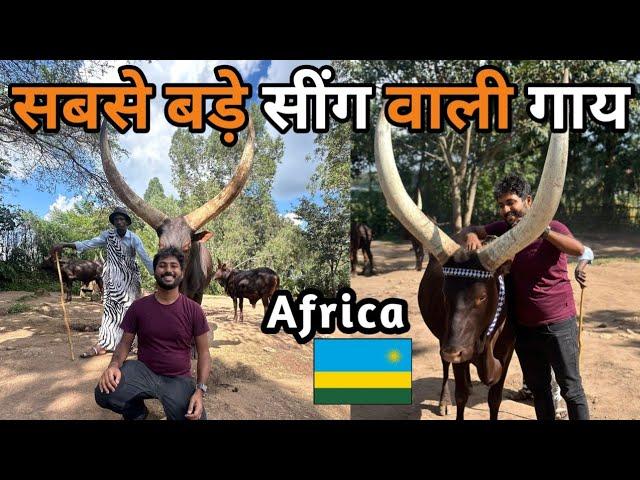 World's Biggest Cow Horn In Rwanda  Dangerous?