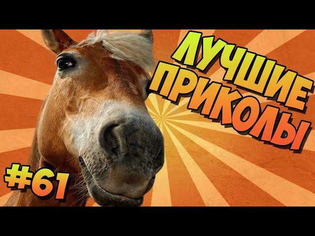 BEST Jokes FUNNY HORSE # 61