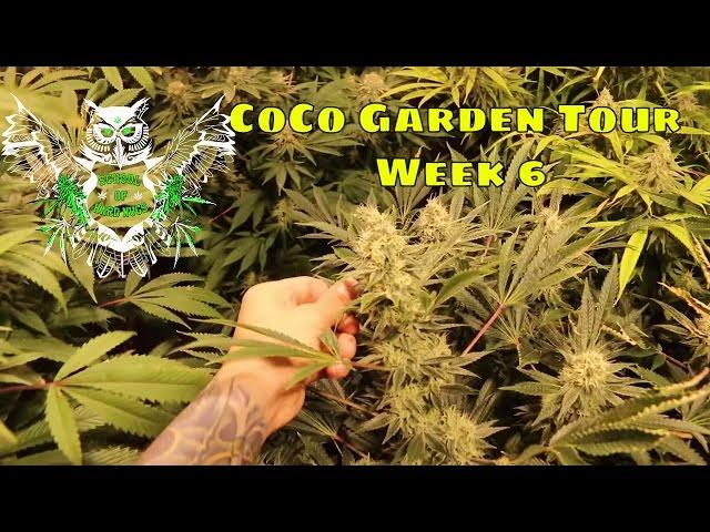 Coco Garden Tour Week 6 | Weekly Garden Tour | Learn How to Grow Cannabis Marijuana