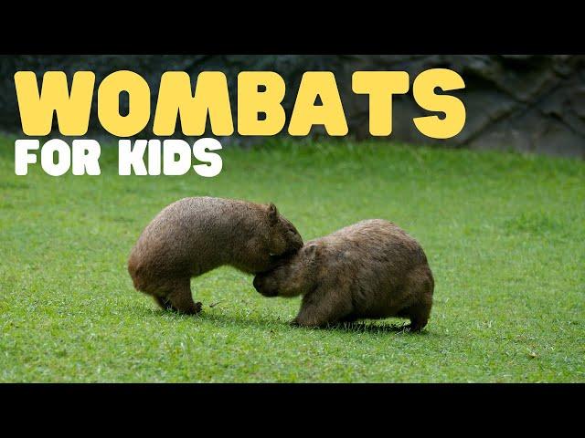 Wombats for Kids | Learn all about these cute marsupials