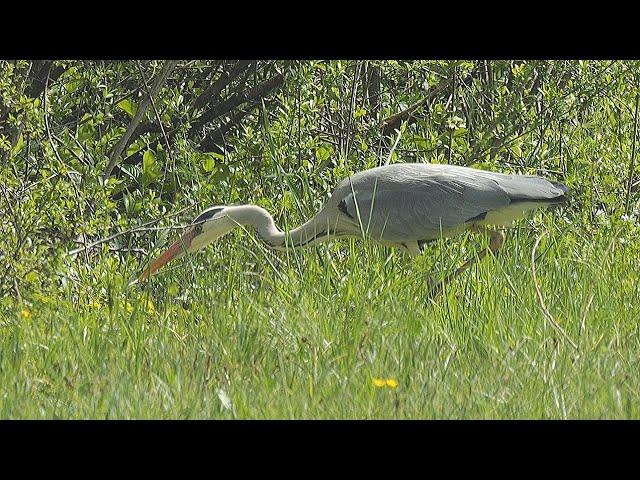 Lizard escapes from the beak of a gray heron / Eidechse entkommt aus dem Schnabel eines Graureihers