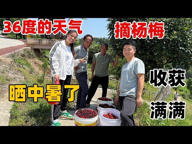 小安说她们村的杨梅成熟了，人生第一次见到满山遍野的杨梅树都惊呆了，摘的太多差点车都装不下了