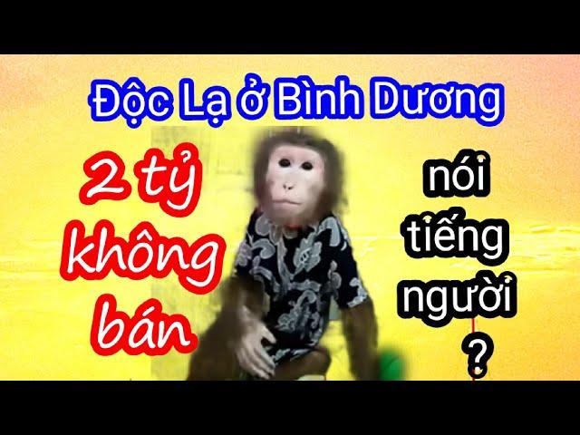 Độc Lạ Sài Gòn đi xác minh vụ chú khỉ biết nói ở Bình Dương xem thực hư ra sao