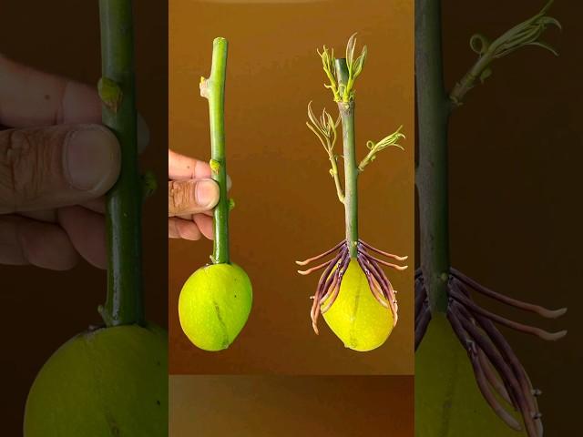 #Shorts #Youtubeshorts #Viralshorts #Mita'sgardeningtrick #Mangotreecutting #Viral