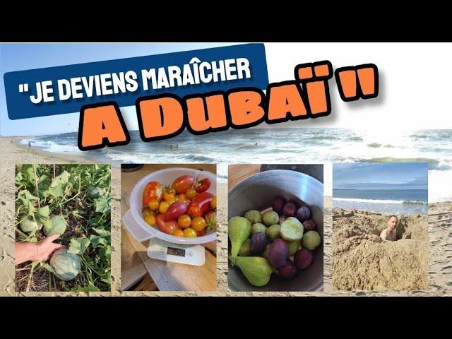 "Je deviens MARAÎCHER BIO à Dubaï !" - Potager en Août