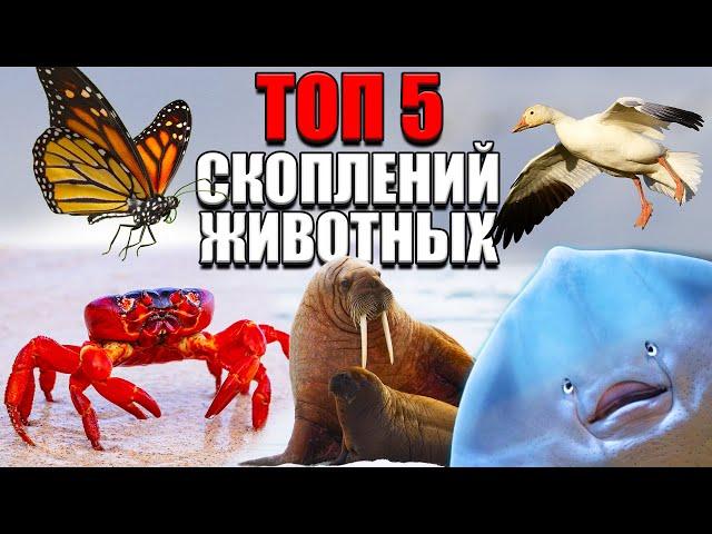 Самые Массовые Скопления Животных. ТОП 5