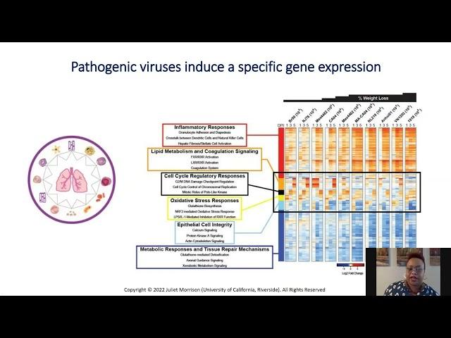 Pleural Macrophages Promote Recovery From Influenza Virus Infection