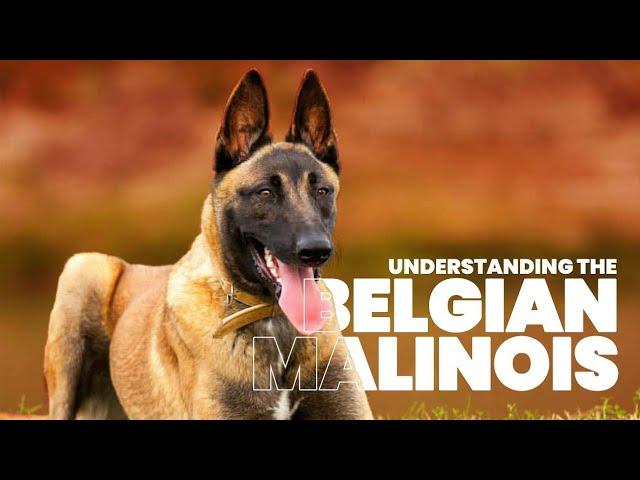 The Ultimate Guide to Belgian Malinois Training & Care