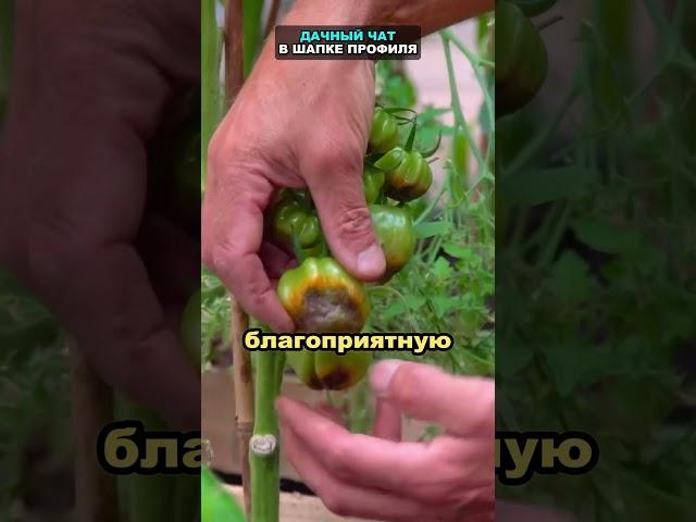 Не поливайте помидоры вот так, иначе можете остаться без урожая #помидоры #томаты #огород #сад #дача