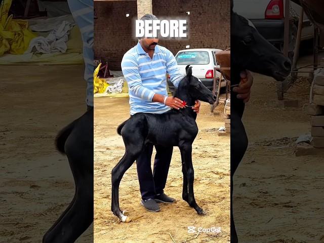 Before & After Animals Growing Up. Amazing Animal Transformation #animals #animaltransformation