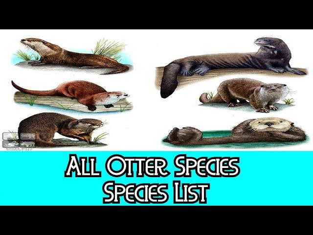 All Otter Species - Species List