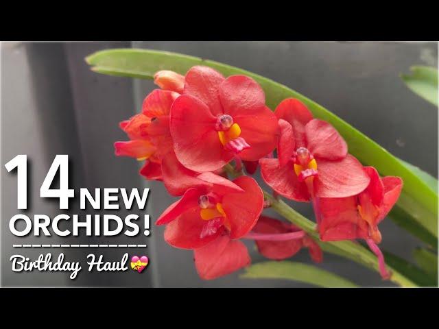 14 NEW ORCHIDS | Orchid Unboxing | Birthday Haul | Orchids with Flowers from Golden Bloom Orchids