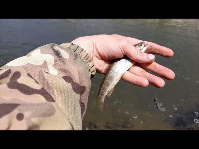 Ловля мальмы в водоёме. Бошняково. Сахалин