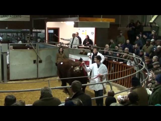 Finlarg Luing Bull 17,000gns
