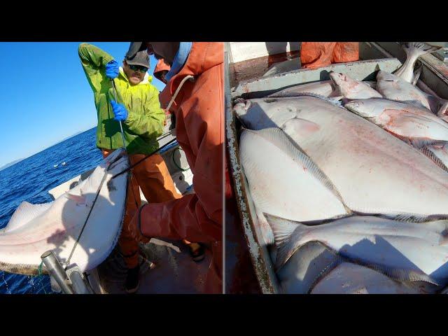 Here Comes a Big One! - Jumbo Halibut Haul | Alaska Halibut Longlining