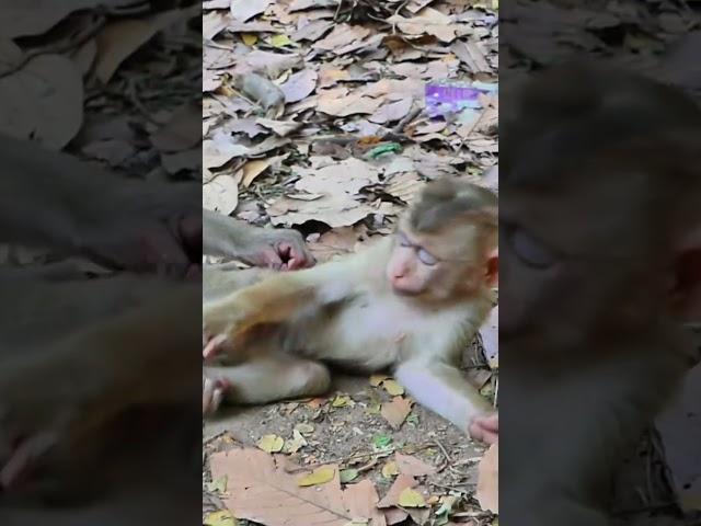 02-22-25 Primate Long Tail Macaques  #abandonedmonkey #monkey #funnyanimals #wildlife #cuteanimals