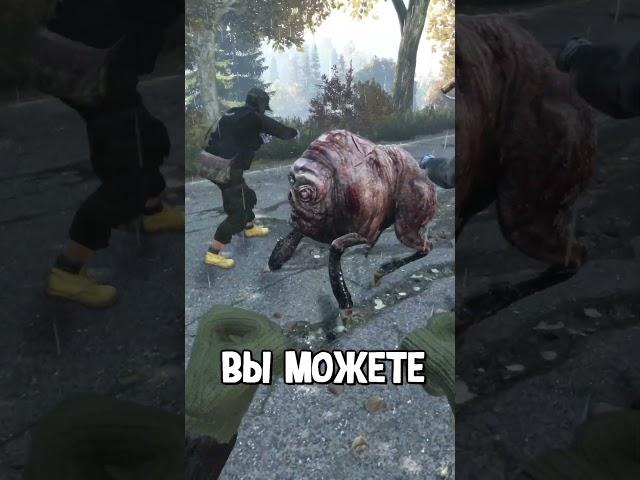 Советы для Новичков в #dayz #stalkerrp