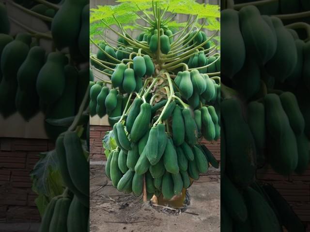 Reproduction of male papaya