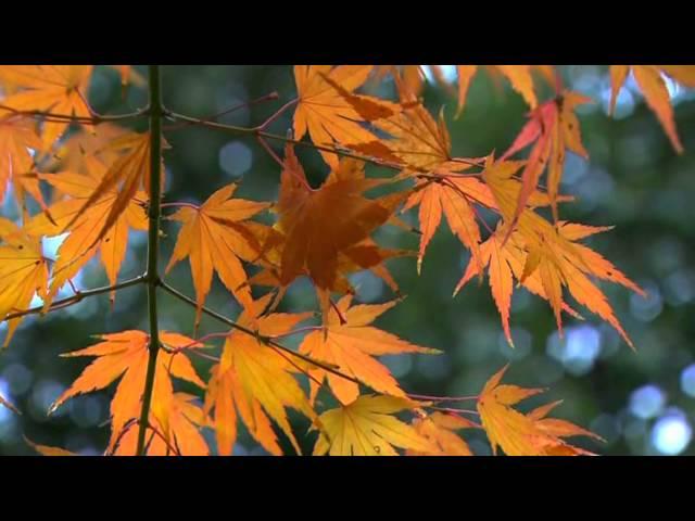 Autumn footage  / Осенний футаж 13