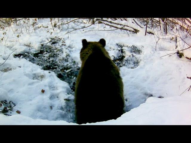 Медведь утепляет берлогу. Заготовка листвы в берлогу. 2-часть