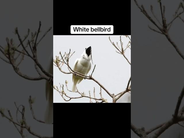 The Scariest Bird Sounds In The World  Pt.2 #shorts