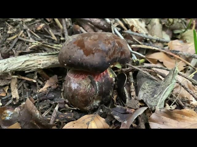 Neoboletus luridiformis (Дубовик крапчатый), August 27, 2021