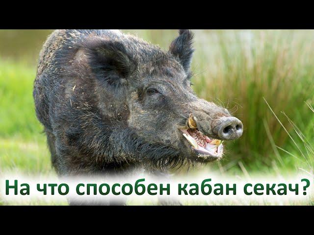 На что способен кабан секач и почему охотники его боятся?