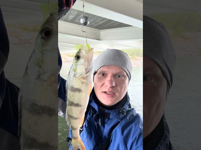 Кто ищет тот найдет! #рыбалка #fishing #окунь