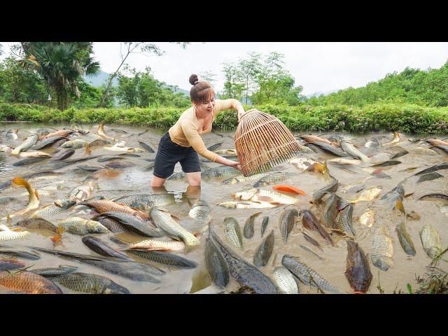 Harvesting A Lot Of Fish Goes To Market Sell, Take care ducking and big-footed chicken