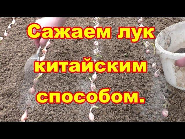 Сажаем лук китайским способом ,что бы он был крупный