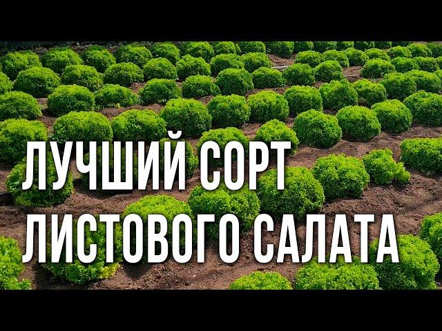 Лучший сорт листового салата. Хрустящий листовой салат без горечи.