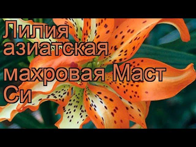 Лилия азиатская махровая (lilium asiatic must see)  лилия обзор: как сажать луковицы лилии