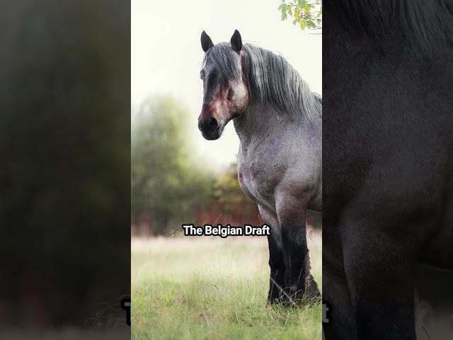 What Is The Most Powerful Horse Breed in the World? | Interesting Facts You May Now Know #horse