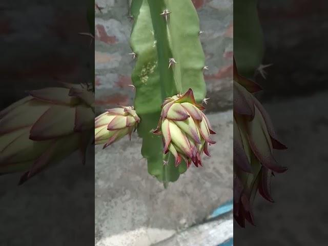 otilia#short #viral #2022 #dragon#dragonfruit #dragonfruitplant #dragontree