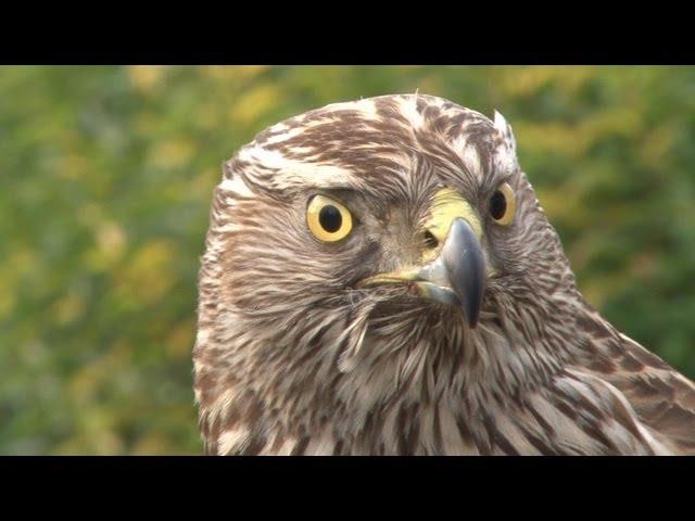 Goshawks on pheasants and rabbits