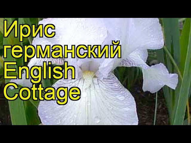 Ирис германский English Cottage. Краткий обзор, описание характеристик, где купить саженцы