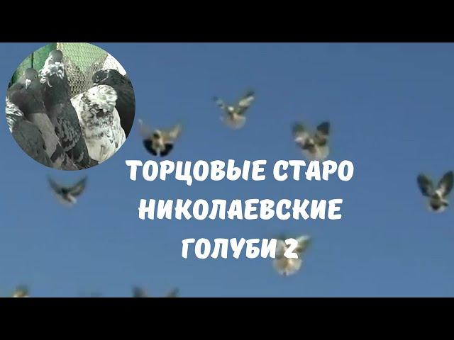 Торцовые старо николаевские голуби 2