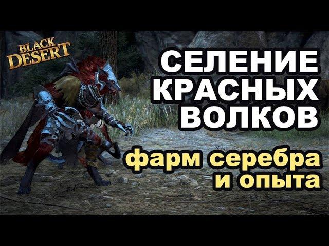  Поселение красных волков - Фарм серебра и опыта в Black Desert (MMORPG - ИГРЫ)