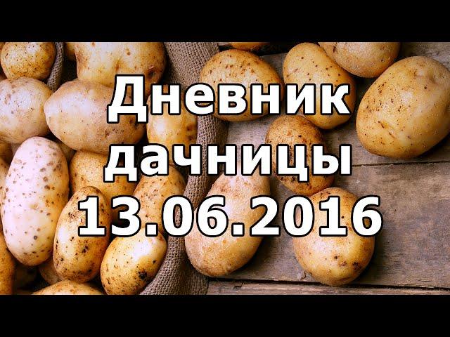 Дневник дачницы 13.06.2016 (картошка)