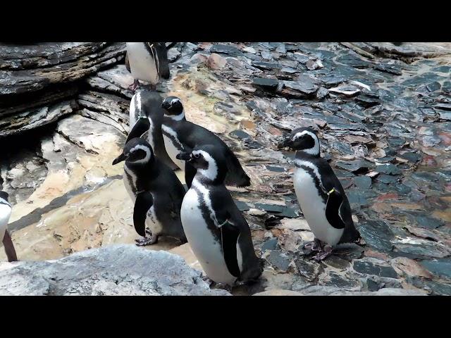 Oceanário de Lisboa • Portugal Tour Ep.6