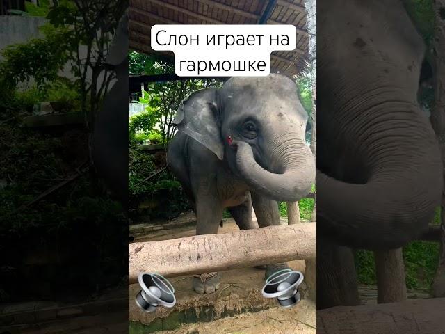 Слон умеет играть на гармошке #гарошка #слон #путешествия #пхукет #travel #таиланд #phuket #thailand