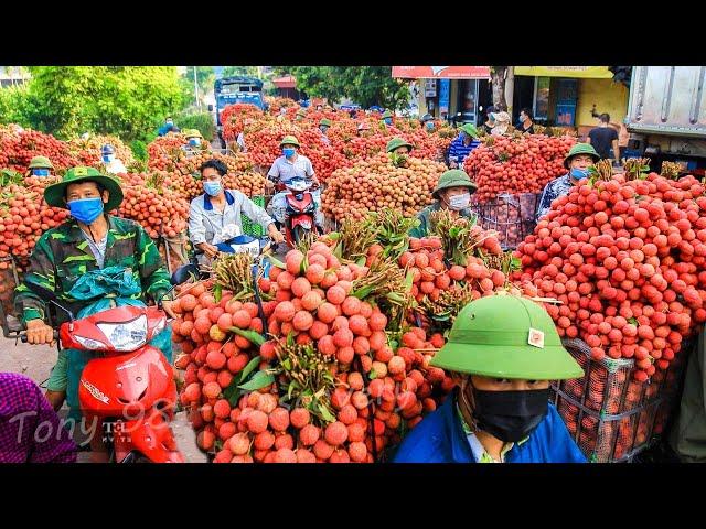 Harvest Thousands Of Tons Of Lychee - Lychee Processing Technology